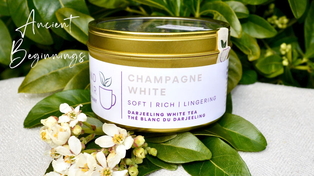 Beautiful gold finish tin of Champagne White tea sitting on glossy green leaves with mock orange blossoms below.