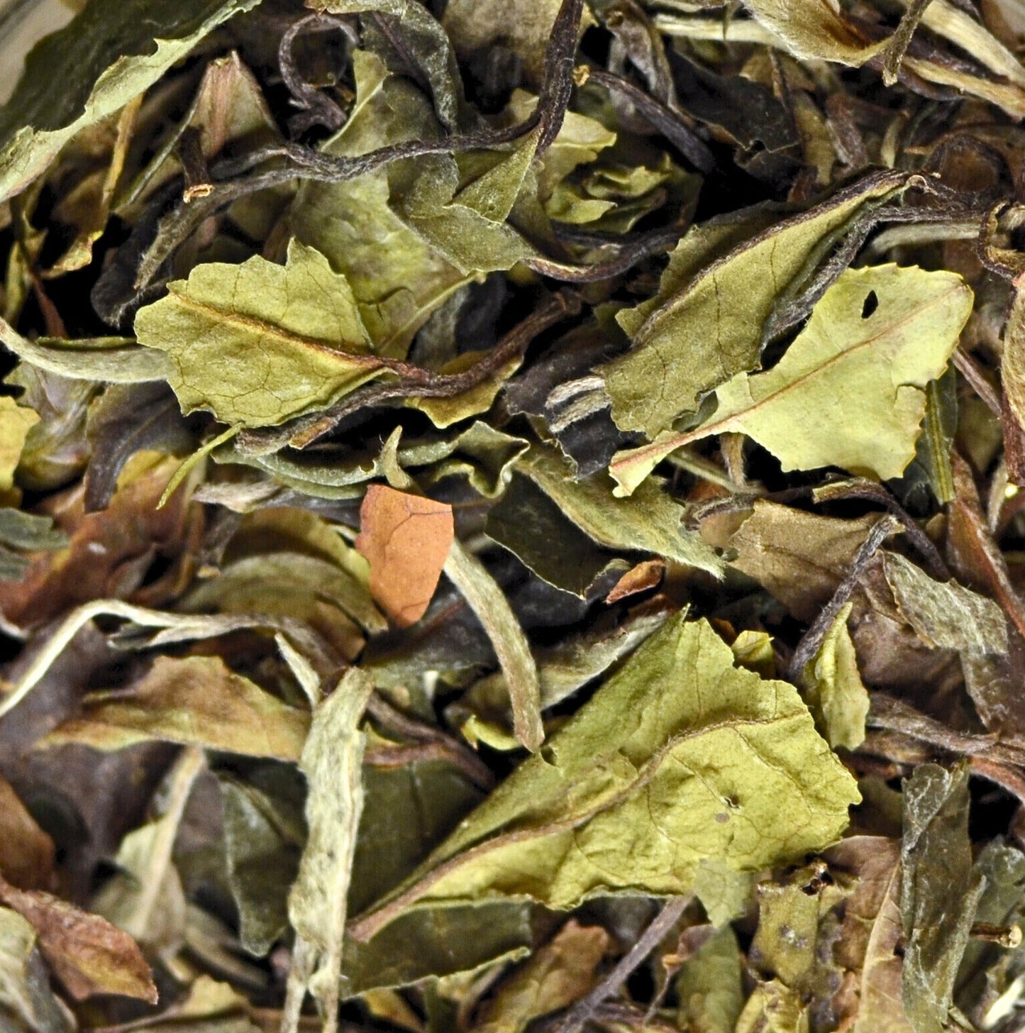 Bai Mu Dan Tea. Loose leaf tea from China. Organic. Silver tips with full leaf.