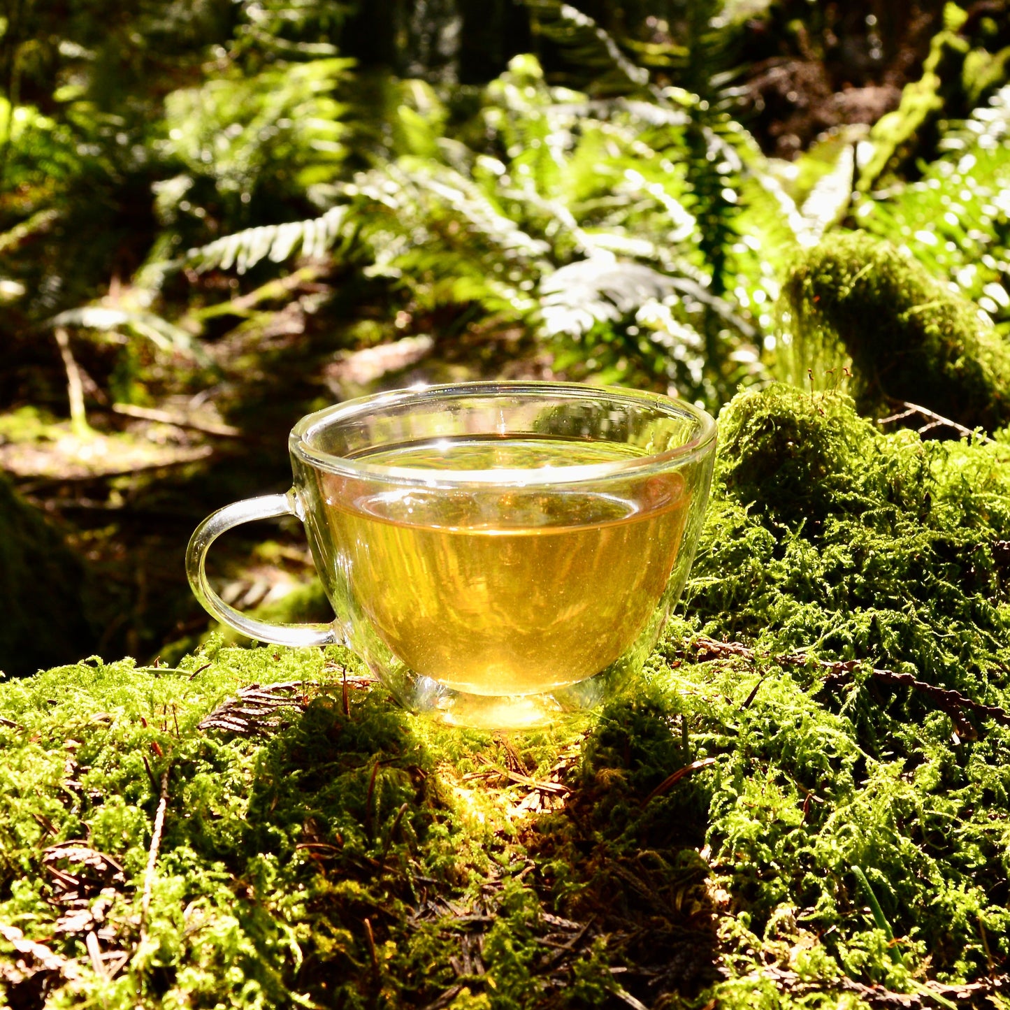 Tea cup containing Canopy, a Kenyan green tea, pictured on a mossy forest floor in Victoria BC.