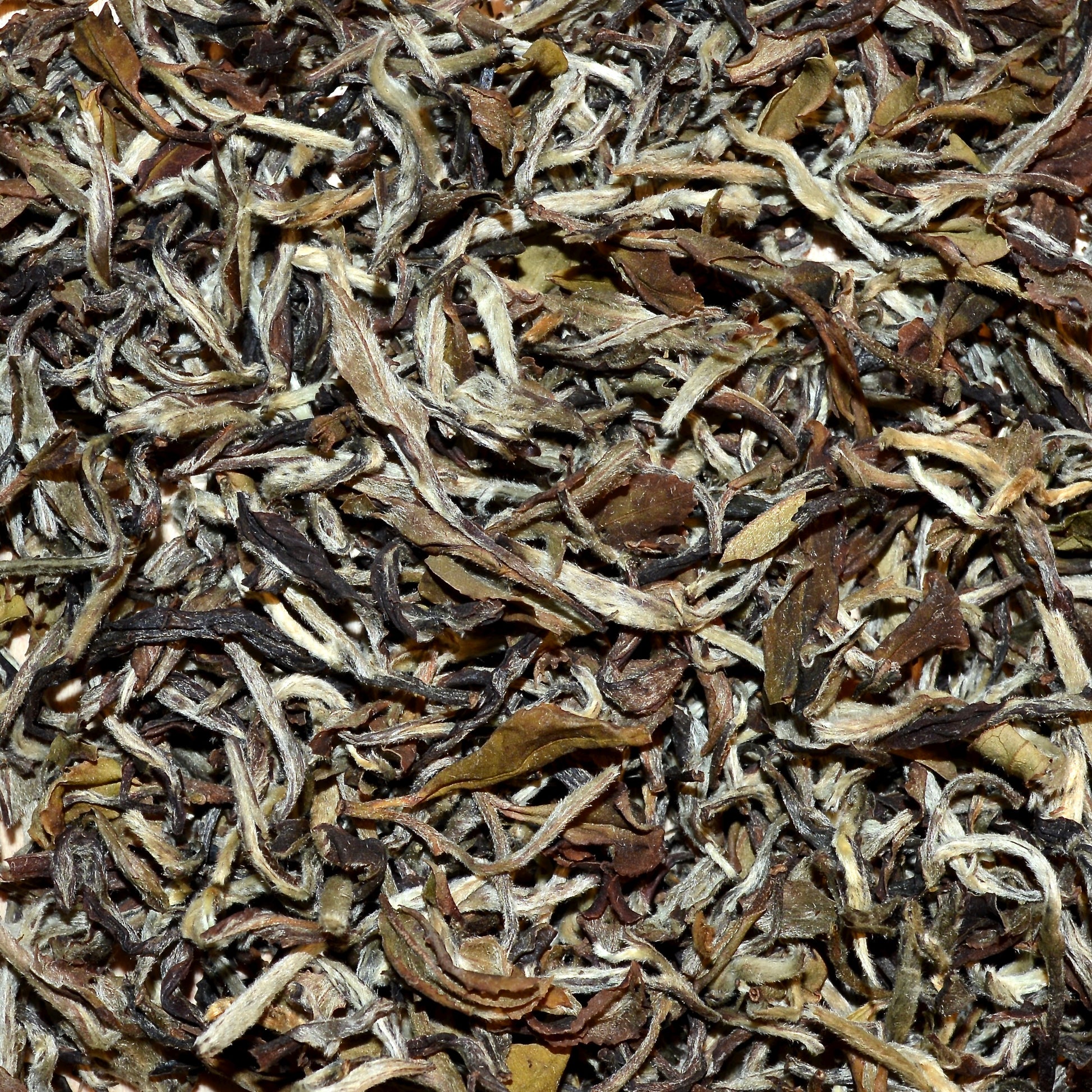Close-up of dried Champagne White tea leaves.