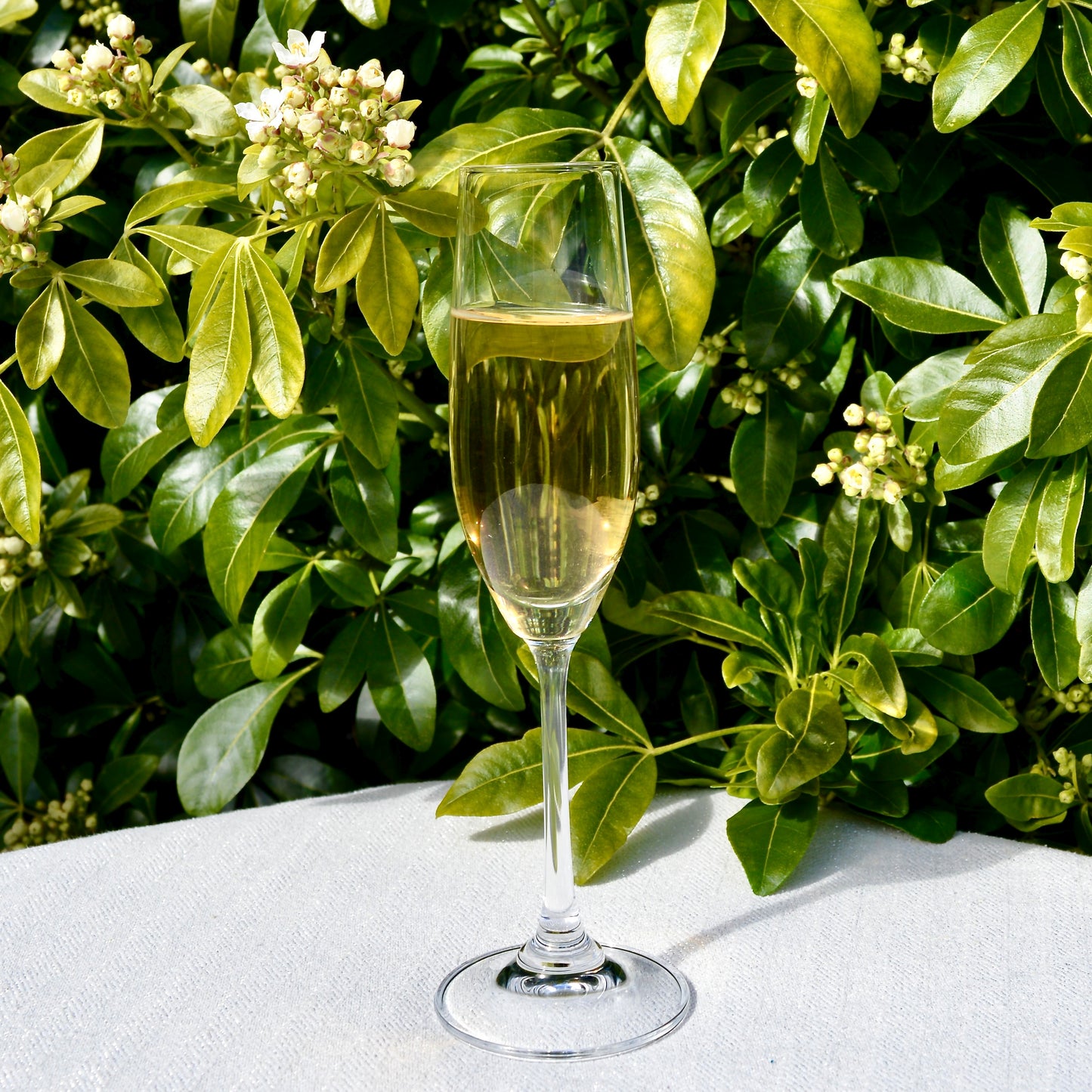 Glass of Champagne White tea from Darjeeling on a white surface with green foliage in the background.