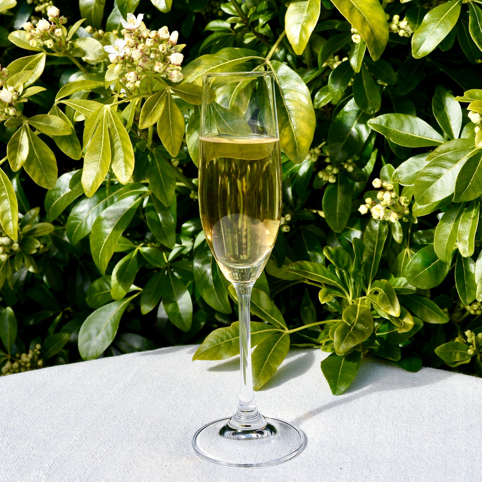 Glass of Champagne White tea from Darjeeling on a white surface with green foliage in the background.