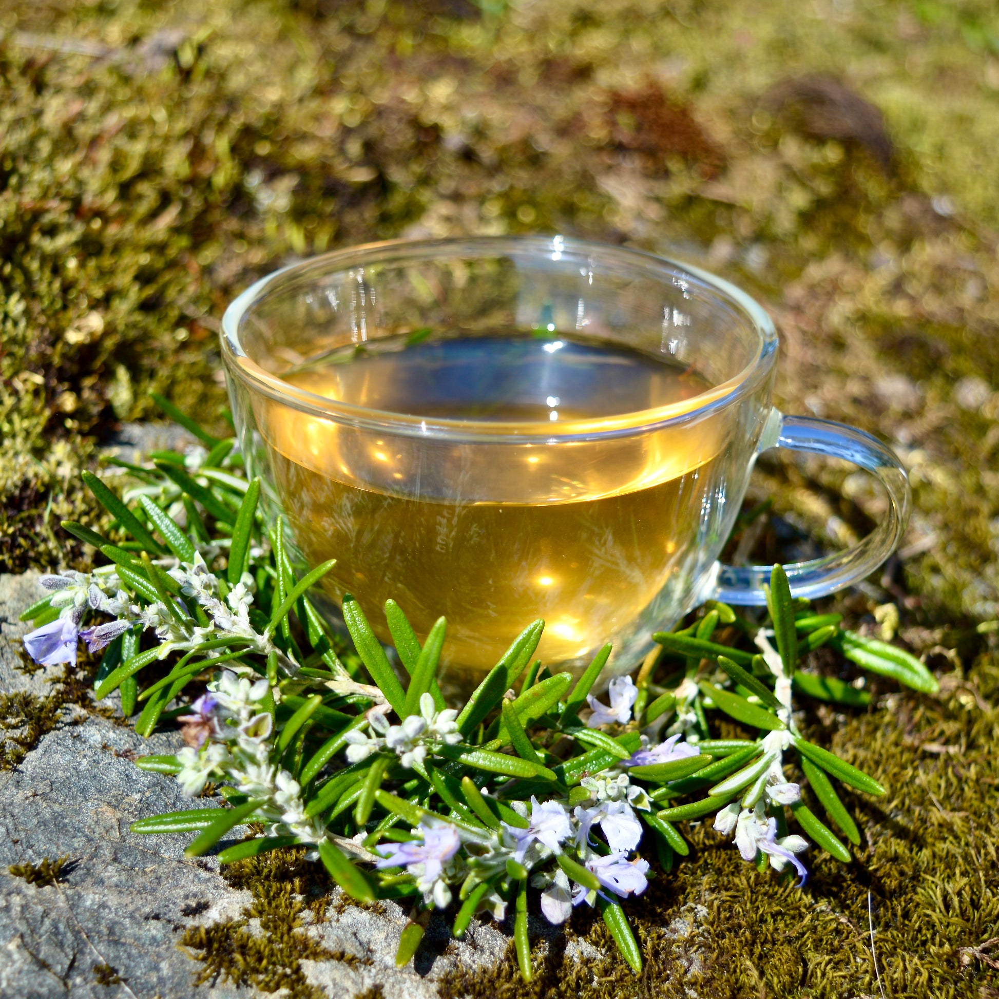 ClariTea green tea blend steeped in glass cup with rosemary around the bottom