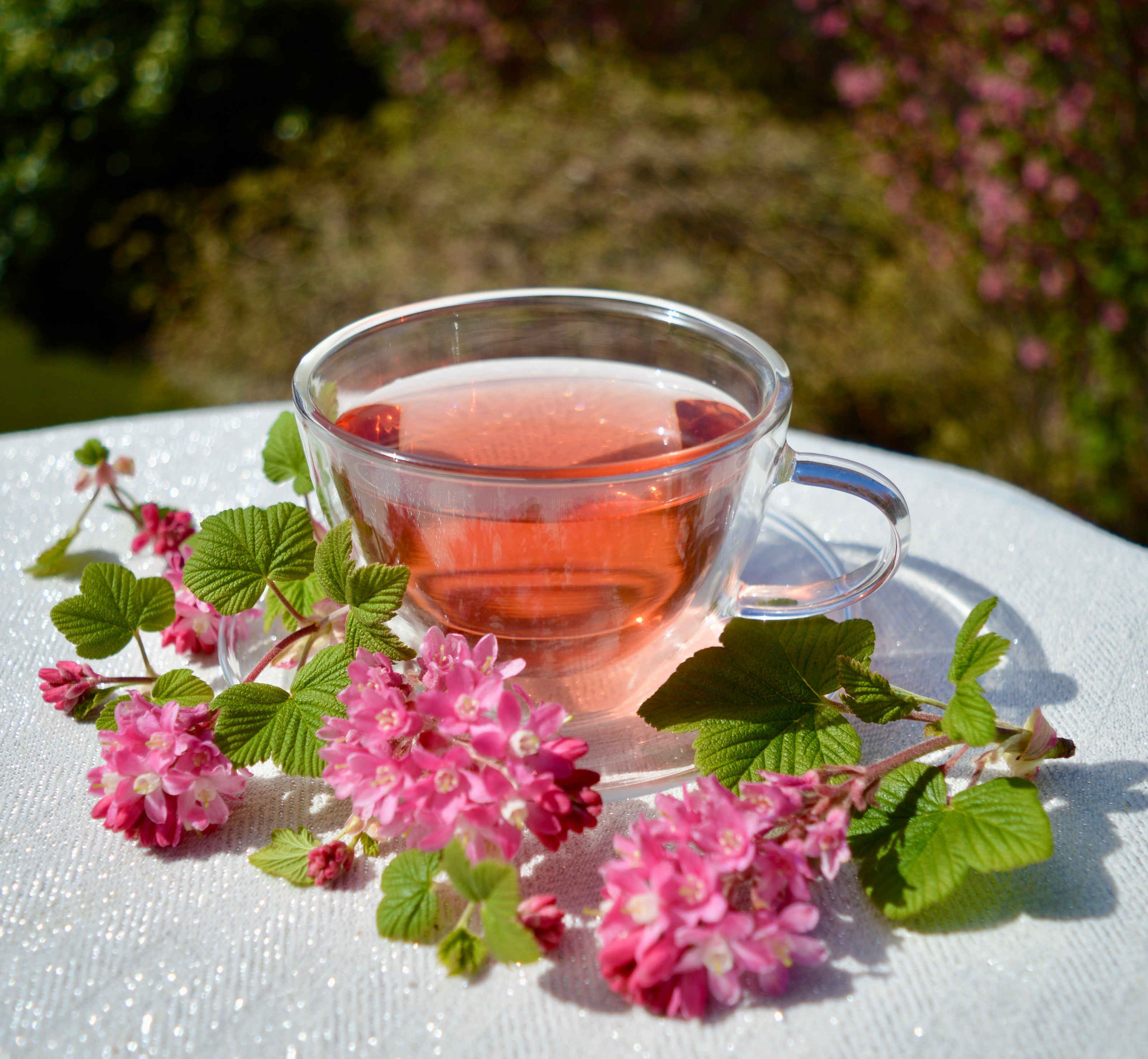 Clear glass tea cup filled with black currant darjeeling tea on a white surface with pink currant flowers and green leaves.