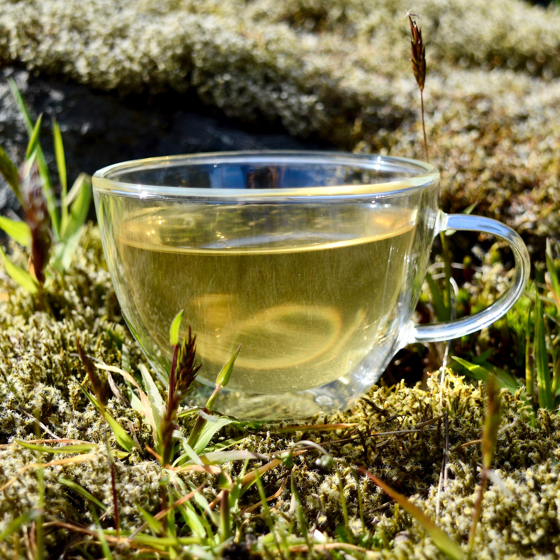 Dragonwell steeped tea in glass cup on moss and grass