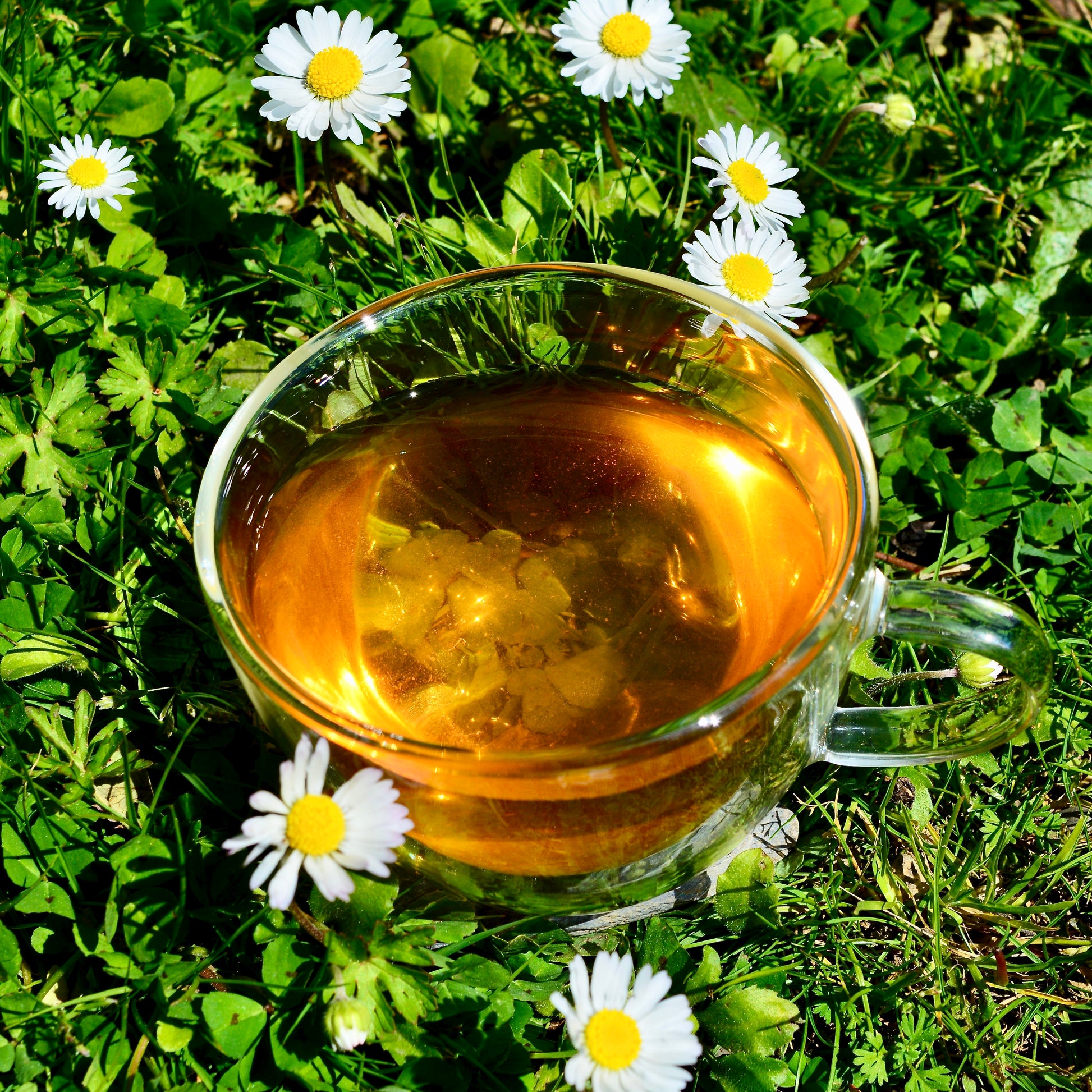 Kenyan Sun Kenyan yellow tea steeped in glass tea cup sitting in daisies