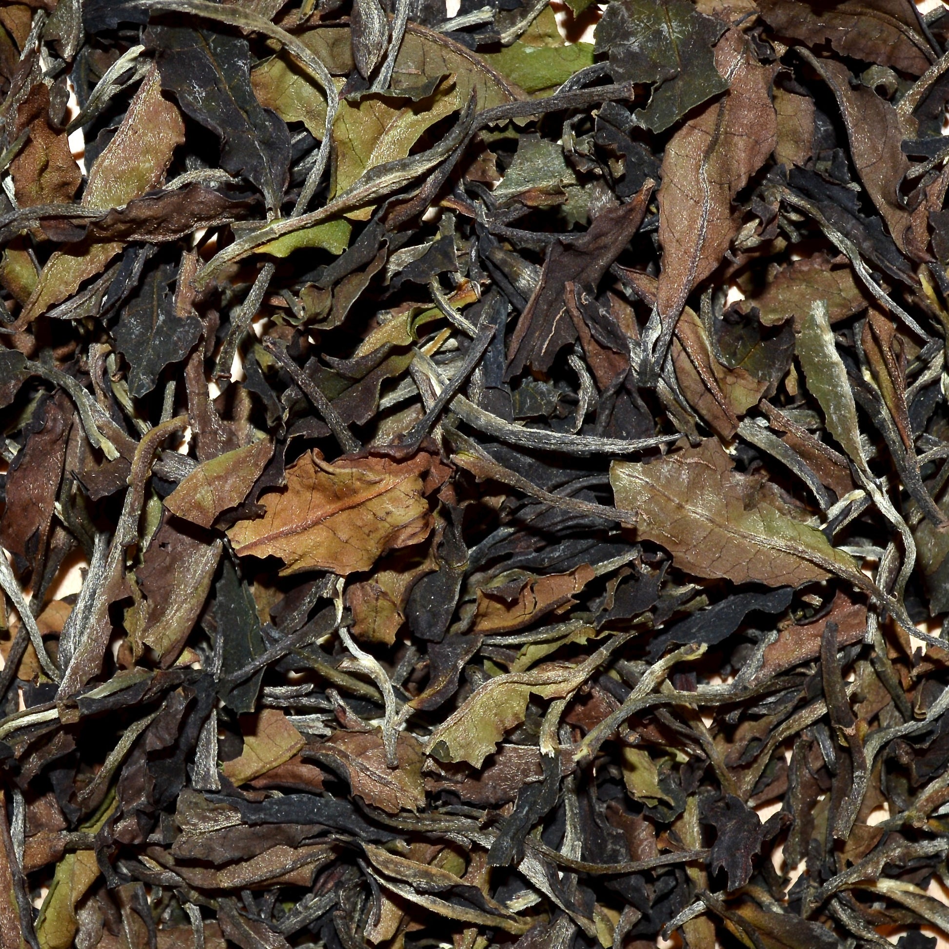 close-up of kiambo mist Kenyan white tea leaves