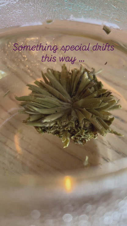 Jasmine Anemone